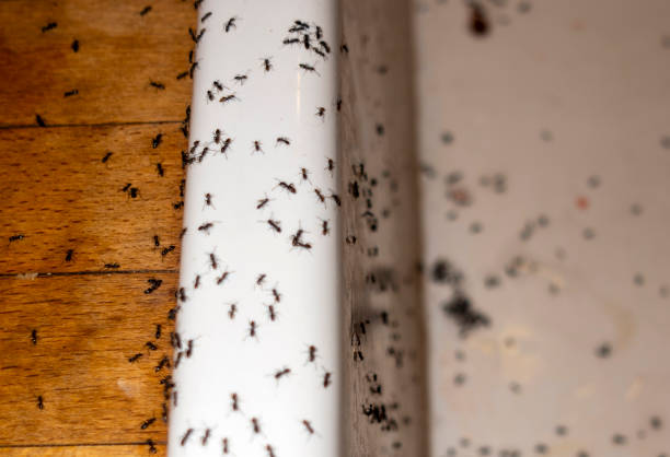 Best Affordable Pest Control Services  in Vernon Valley, NJ